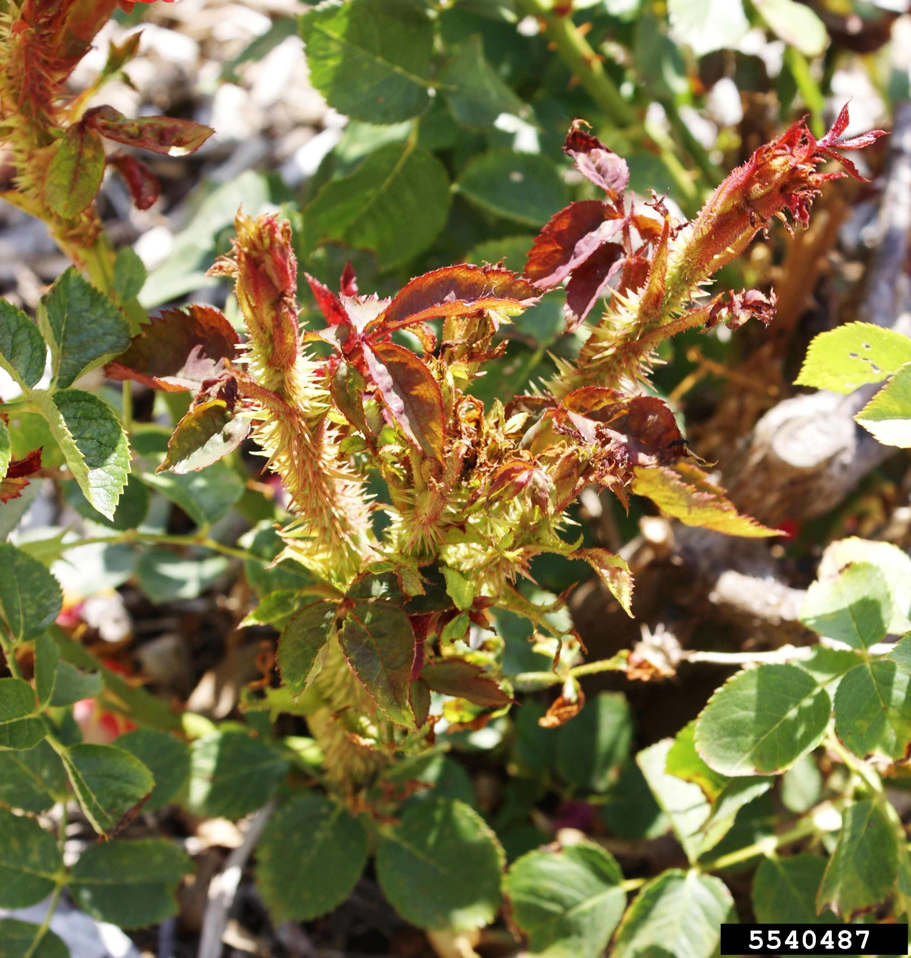 Rose rosette disease on leaves and stems